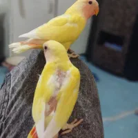 جوجه طوطی برزیلی صورت هلویی