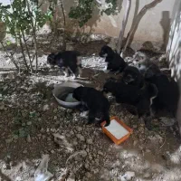 واگذاری نگهداری حیوان خانگی