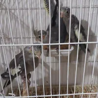 عروس تازه دون خور و اماده|پرنده|باسمنج, |دیوار