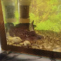 ماهی پنگوسی چوبی