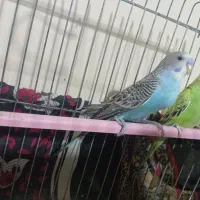 فنچ ومرغ عشق وعروس هلندی