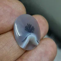 شجر تک درخت بینطیر