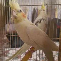 عروس هلندی مولد