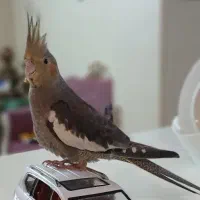 عروس هلندی اهلی