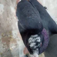 پلنگ عتیقه|پرنده|کرمان, |دیوار