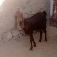 بز پاکستانی اصل سه قلوزا|حیوانات مزرعه|زهان, |دیوار