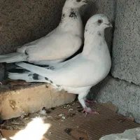 کفتر طوقی پرنده|پرنده|جیرفت, |دیوار