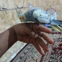 عروس هلندی