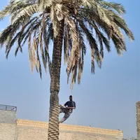 بریدن نخل حرس نخل سمپاشی نخل|خدمات باغبانی و درختکاری|اهواز, نادری|دیوار