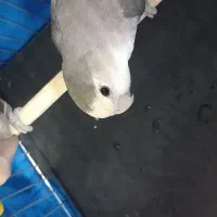 کوتوله جفت تخم گذار