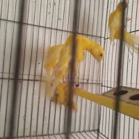 قناری جیبر ، تعداد