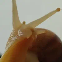 پک اقتصادی حلزون آلبینو(مخصوص حلزون تراپی)