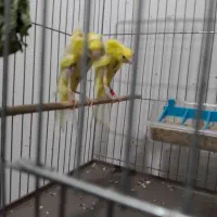 معاوضه قناری