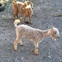 بزمحلی چاق وکهره نر