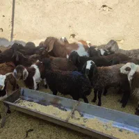 گوسفند بره و بزغاله خوراک خور میش بز قوچ شیشک|حیوانات مزرعه|قم, شهر قائم|دیوار