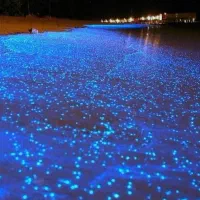 تـور کیــش قشـم مشــهد/+شـنـادرسواحـل بکردلفین ها