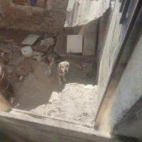 سگ کله ای ونکهبان افغان معاوضه درخدمتیم