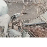 سگ نردوسال پرزور نترس گله ای دهن پاک توهمه چی|سگ|مشهد, پروین اعتصامی|دیوار