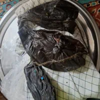 هیزه پوست بره