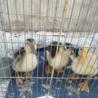 جوجه اردک|پرنده|یاسوج, |دیوار
