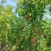 فروش باغ اناری چسپیده به روستا