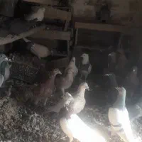 تعدادی کبوتر ویا کفتر پرشی همه سالم فروشی