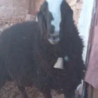 بره قوچ|حیوانات مزرعه|شال, |دیوار