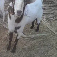 فروش فوری نری