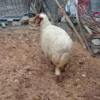 میش و بره|حیوانات مزرعه|سیوان, |دیوار