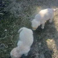 واگذاری توله تریر|سگ|لاهیجان, لیالستان|دیوار