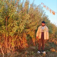 نهالستان بادام مردانی