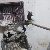 طوقی|پرنده|میاندوآب, |دیوار