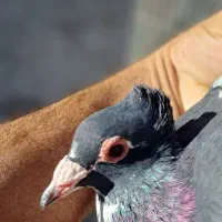 پلنگ سینه قهوه ای نروماده سینه قهوه ای وسینه سیاه|پرنده|کرمان, |دیوار