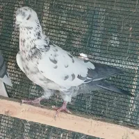 کبوتر پرشی.|پرنده|مبارکه, |دیوار