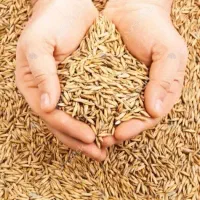 جو برای کاشتن