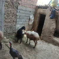 گوسفند بره دار با بره نر در خانه ایی و‌داشتی|حیوانات مزرعه|گرگان, |دیوار
