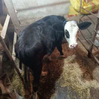 گوساله سمینتال مشکی کله سفید ماده