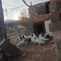 ۱۷تاکبوتر پرشی زدوخوردی|پرنده|تربت جام, میان جام|دیوار