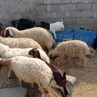 فروش بره وبز وگوساله