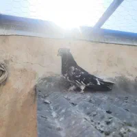 سه عددکبوتر درجه یک