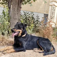 سگ روت وائلر|سگ|شهرضا, |دیوار