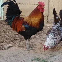 خروس و مرغ کوردی موجود
