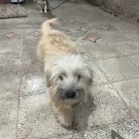 سگ پاکوتا دو عدد زیبا