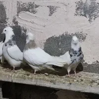 کبوتر|پرنده|زنجان, |دیوار