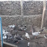 غاز بزرگ برای فروش