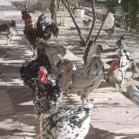 تخم نطفه دار گلین