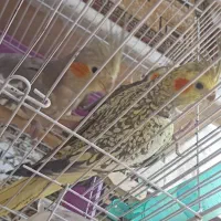 جوجه عروس هلندی