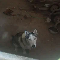 فروش سگ هاسکی ماده عاقل و گوش کن