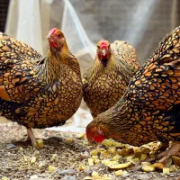 ویاندوت جی اس جی ( زینتی و کمیاب )