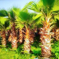 نخل پالم واشنگتون تعداد